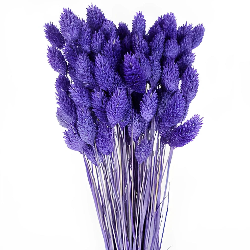 Canary Grass Dried - Violet - alternative 2