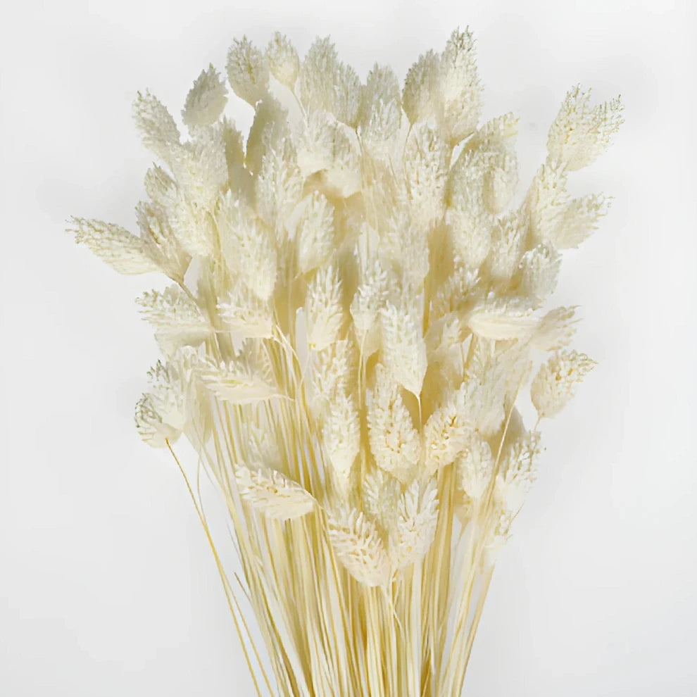 Canary Grass Dried - White - alternative 1