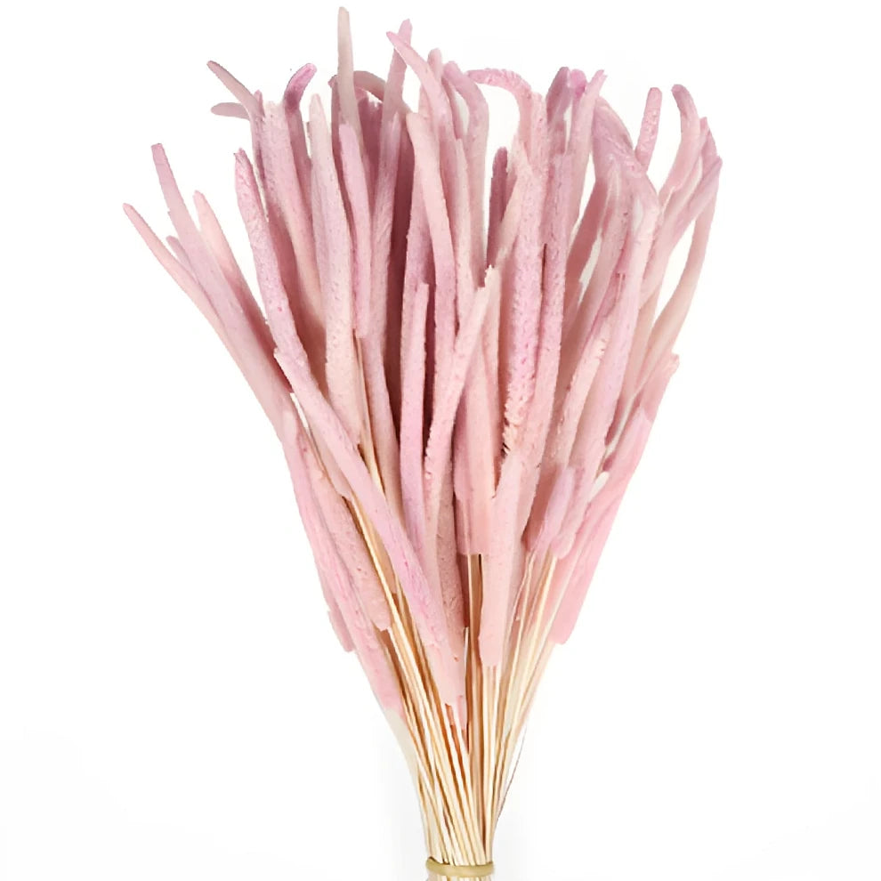 Phleum Dried - alternative 2