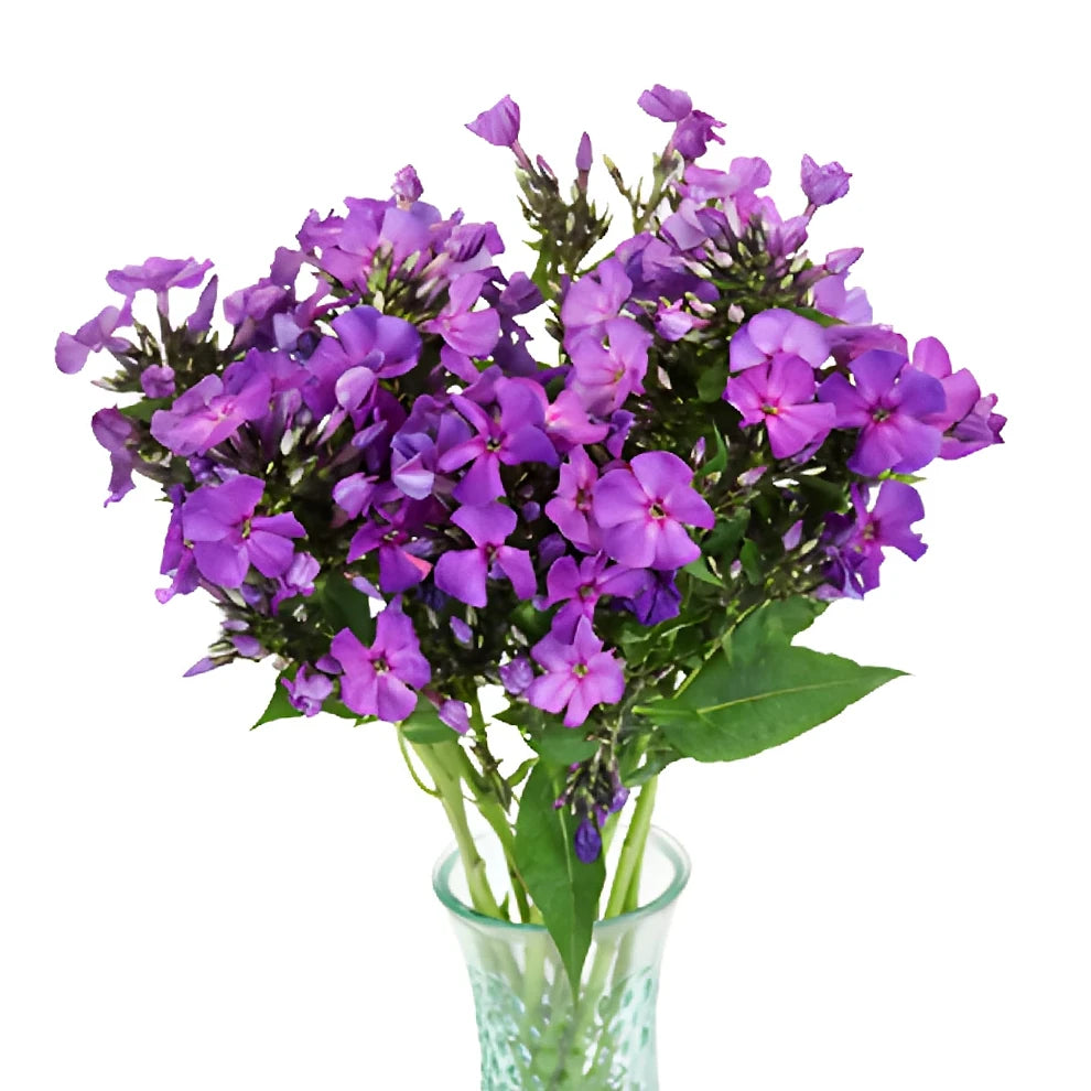 Purple Phlox - alternative 2