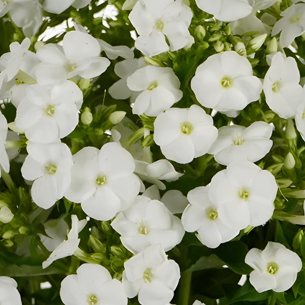 White Phlox - main