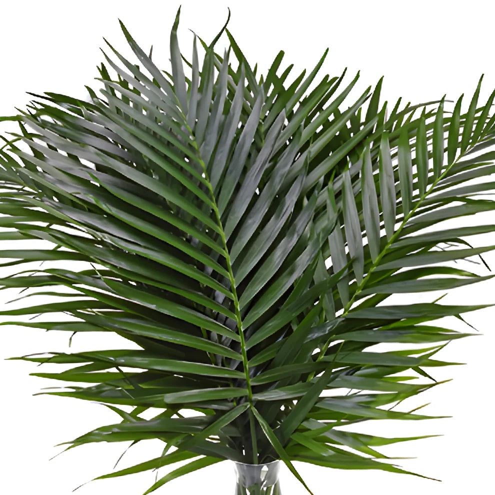Robellini Phoenix Greenery - main