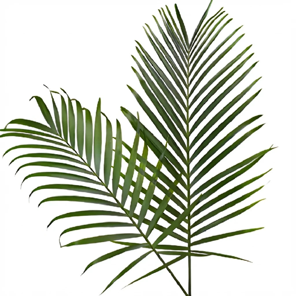 Robellini Phoenix Greenery - alternative 2