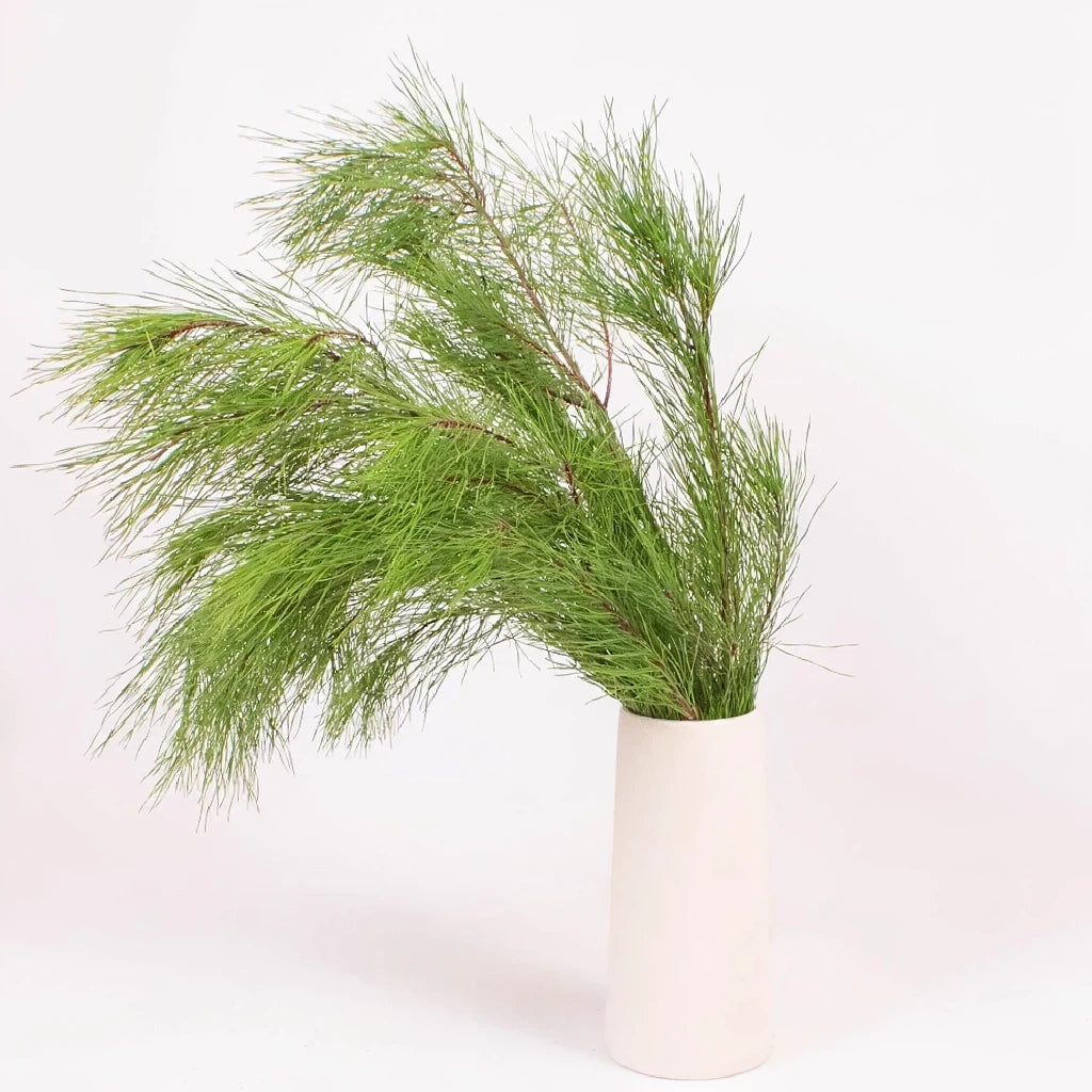 Florida Pine Greenery - main