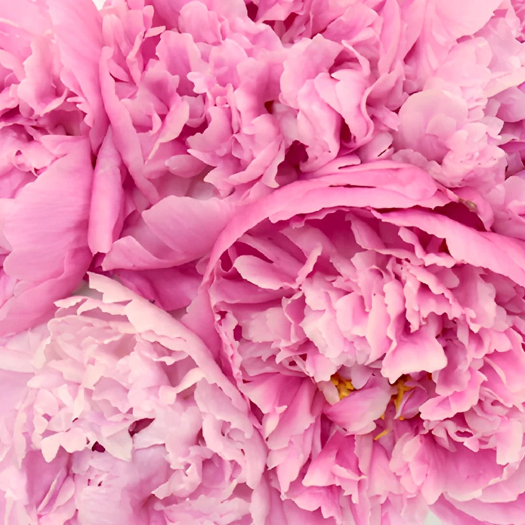 Alex Flemming Peonies - alternative 1