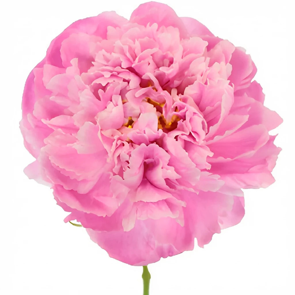 Alex Flemming Peonies - alternative 4