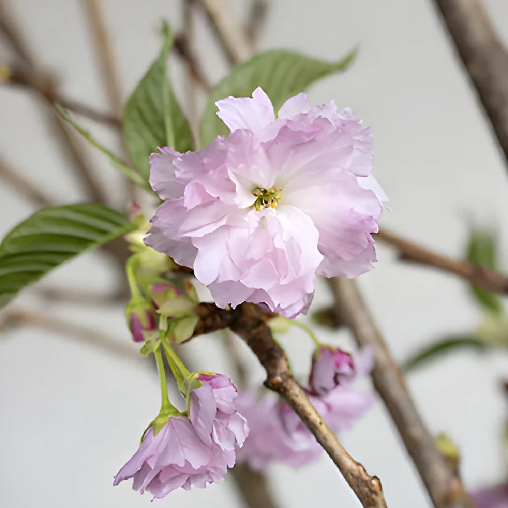 Pink Almond Branches - alternative 1