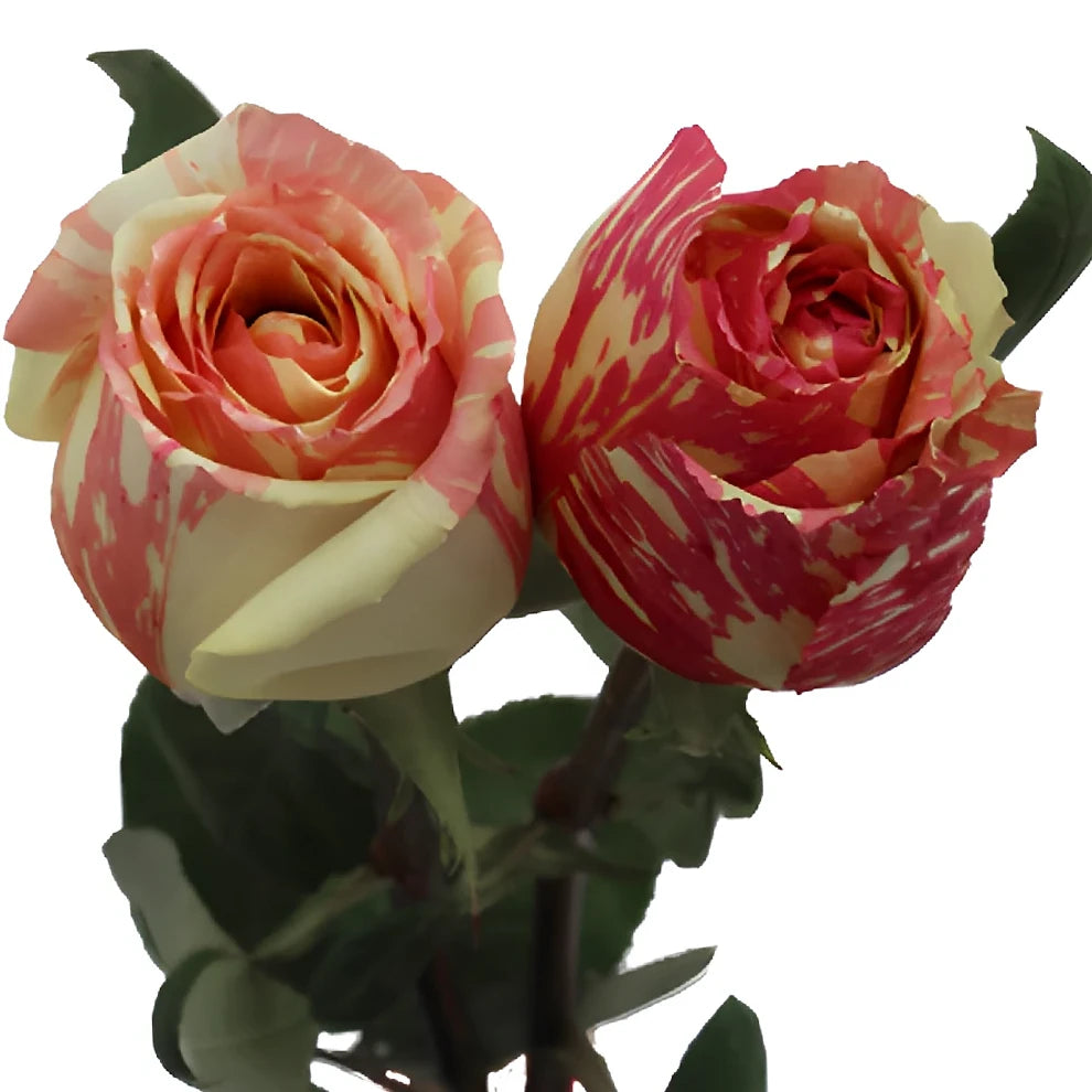 Fiesta Roses Standard - alternative 4