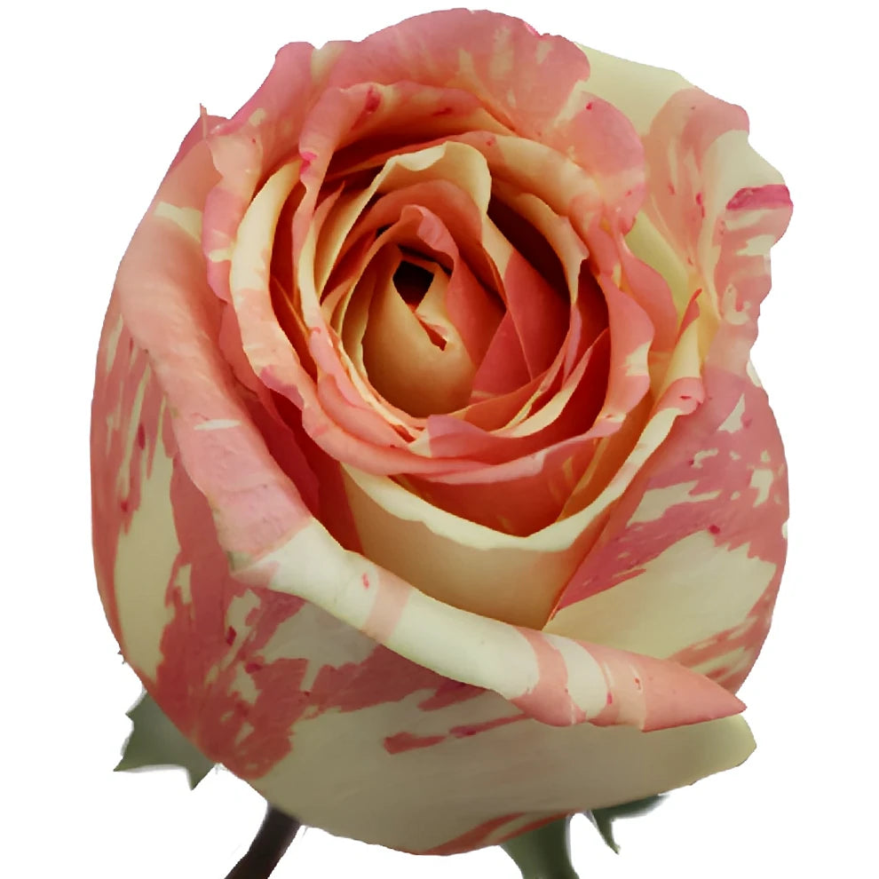 Fiesta Roses Standard - alternative 1