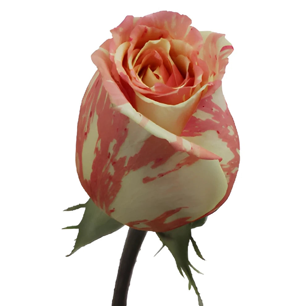 Fiesta Roses Standard - main