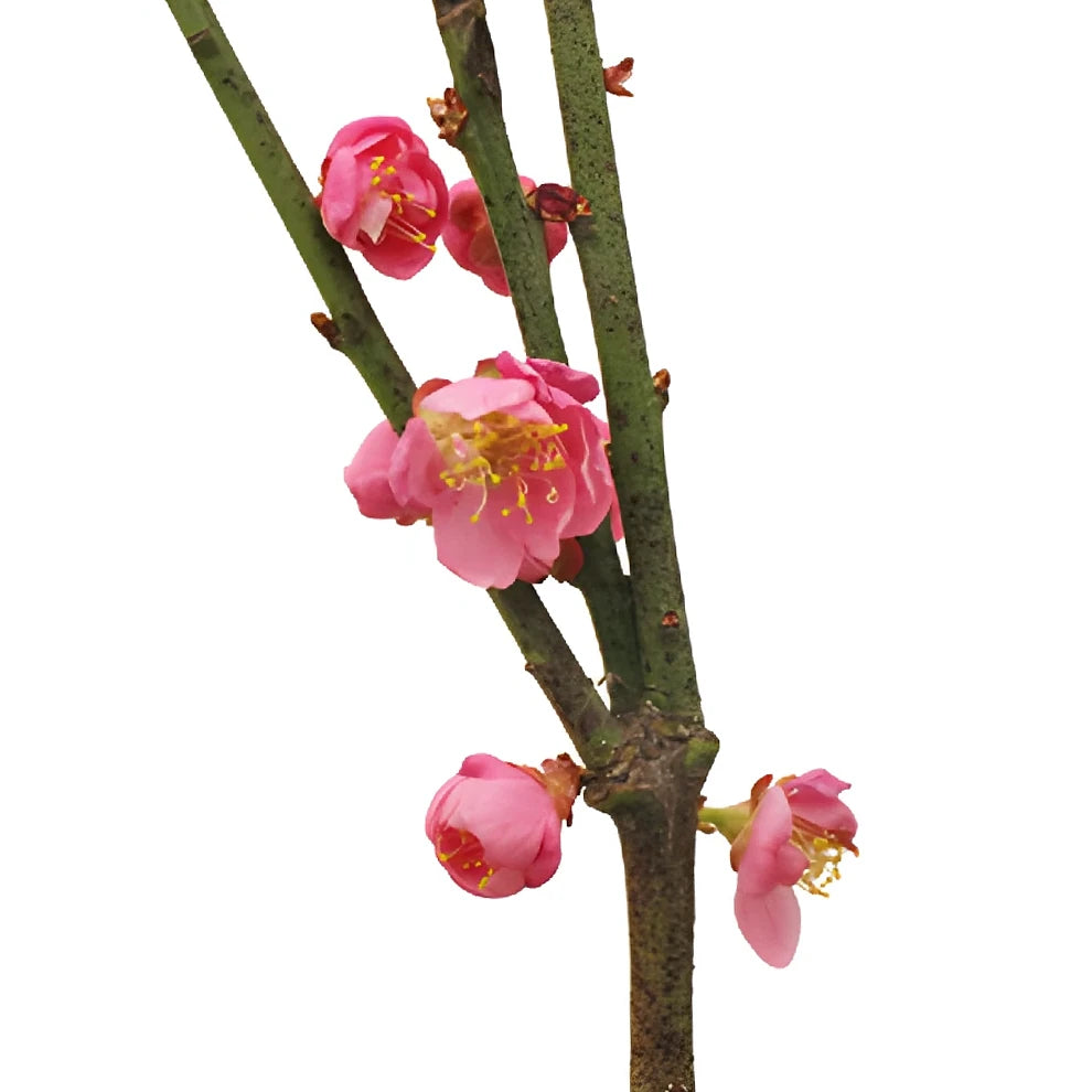 Peach Blossom Branches - main
