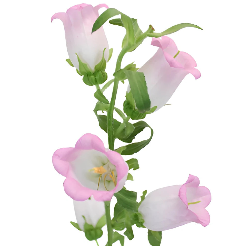 Pink Campanulas - main