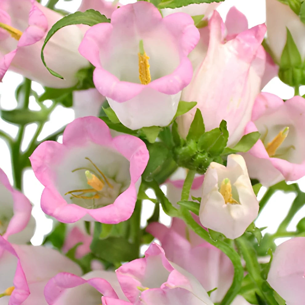 Pink Campanulas - alternative 2