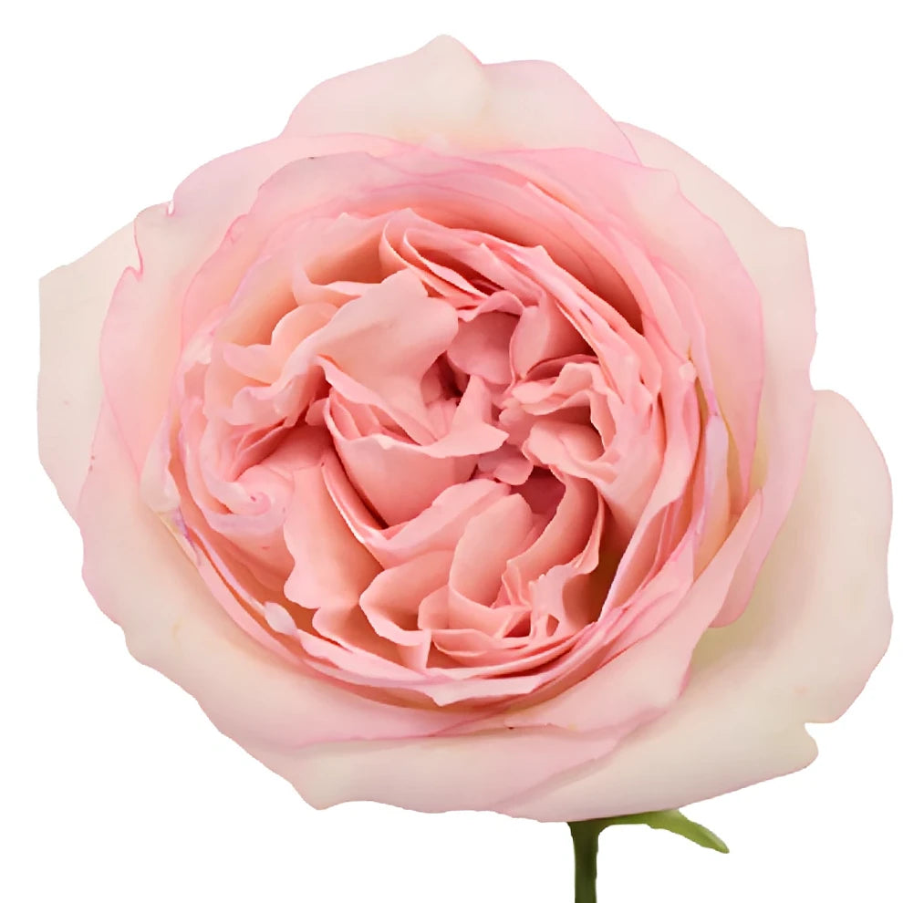 Carmeline Roses Garden Spray - main
