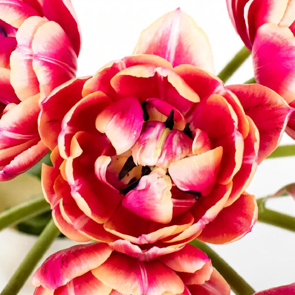 Columbus Tulips Doubles - alternative 1