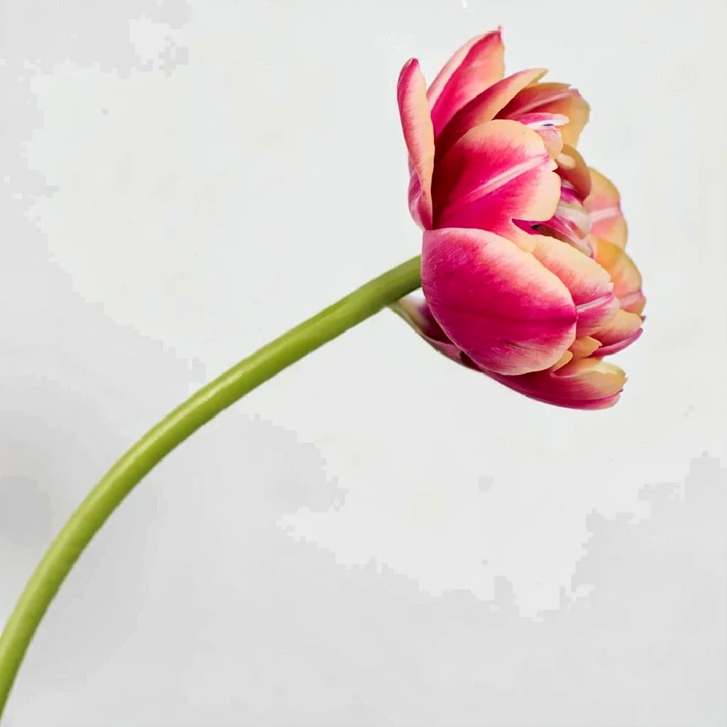 Columbus Tulips Doubles - alternative 2