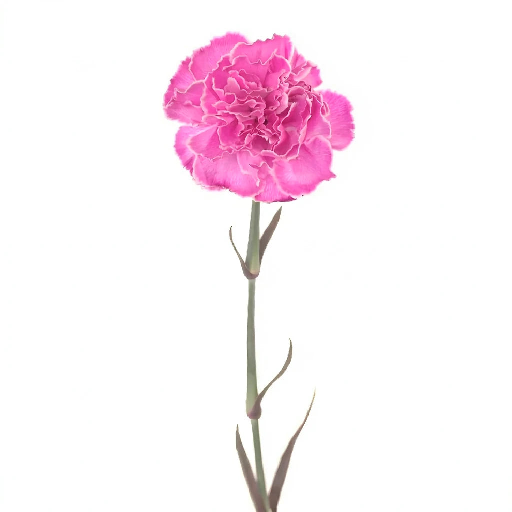 Pink Hot Carnations Mini - alternative 2
