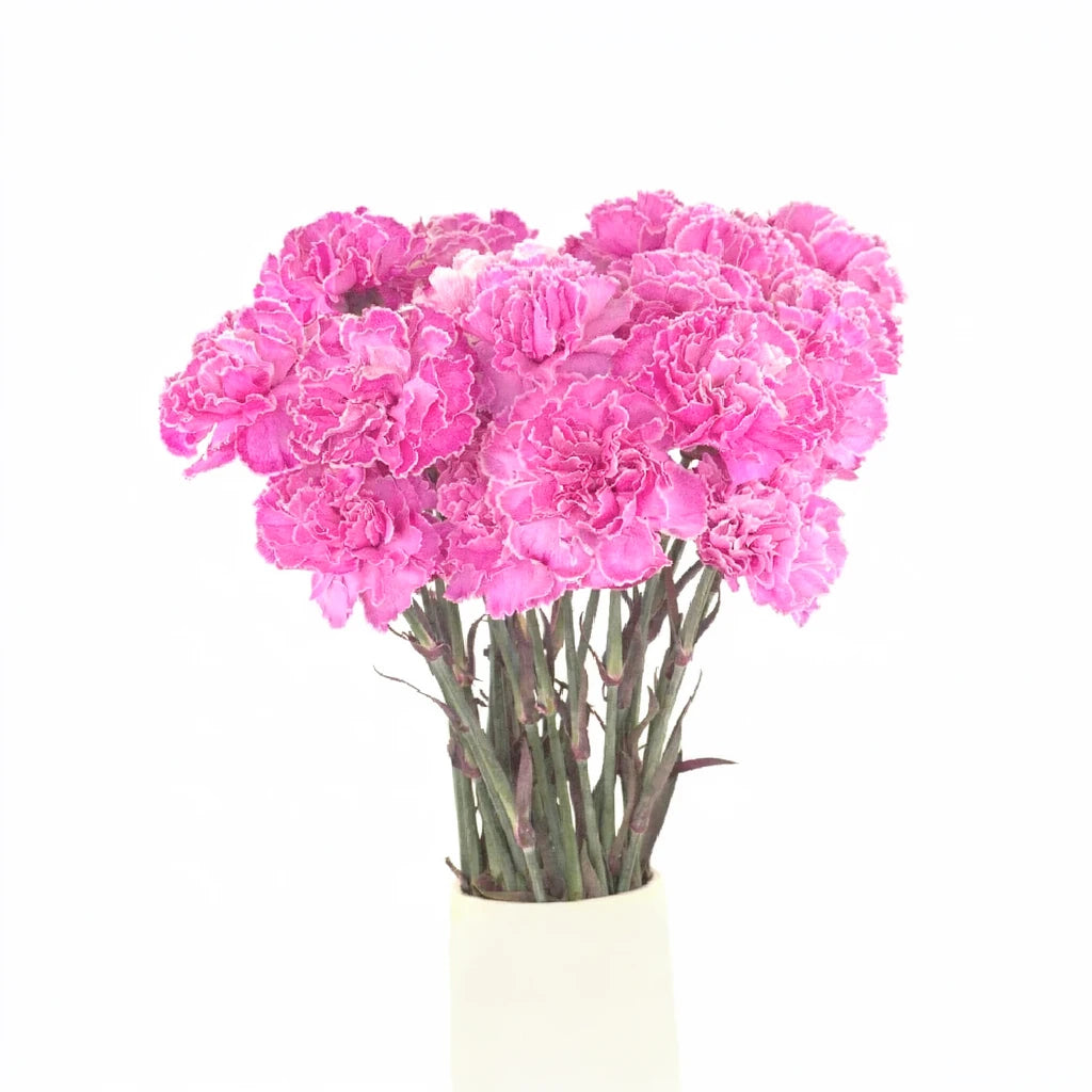 Pink Hot Carnations Mini - alternative 1