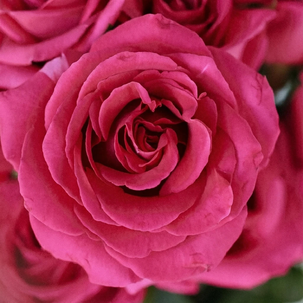 Pink Floyd Roses Standard - alternative 2