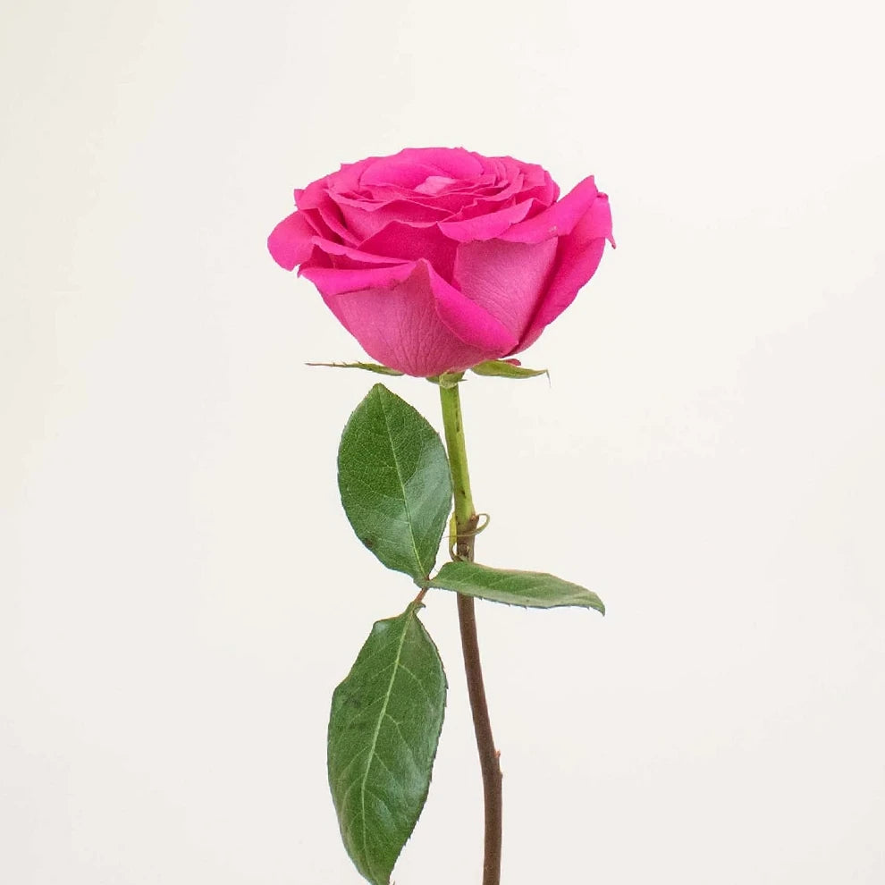 Hot Pink Pink Floyd Roses Standard - main