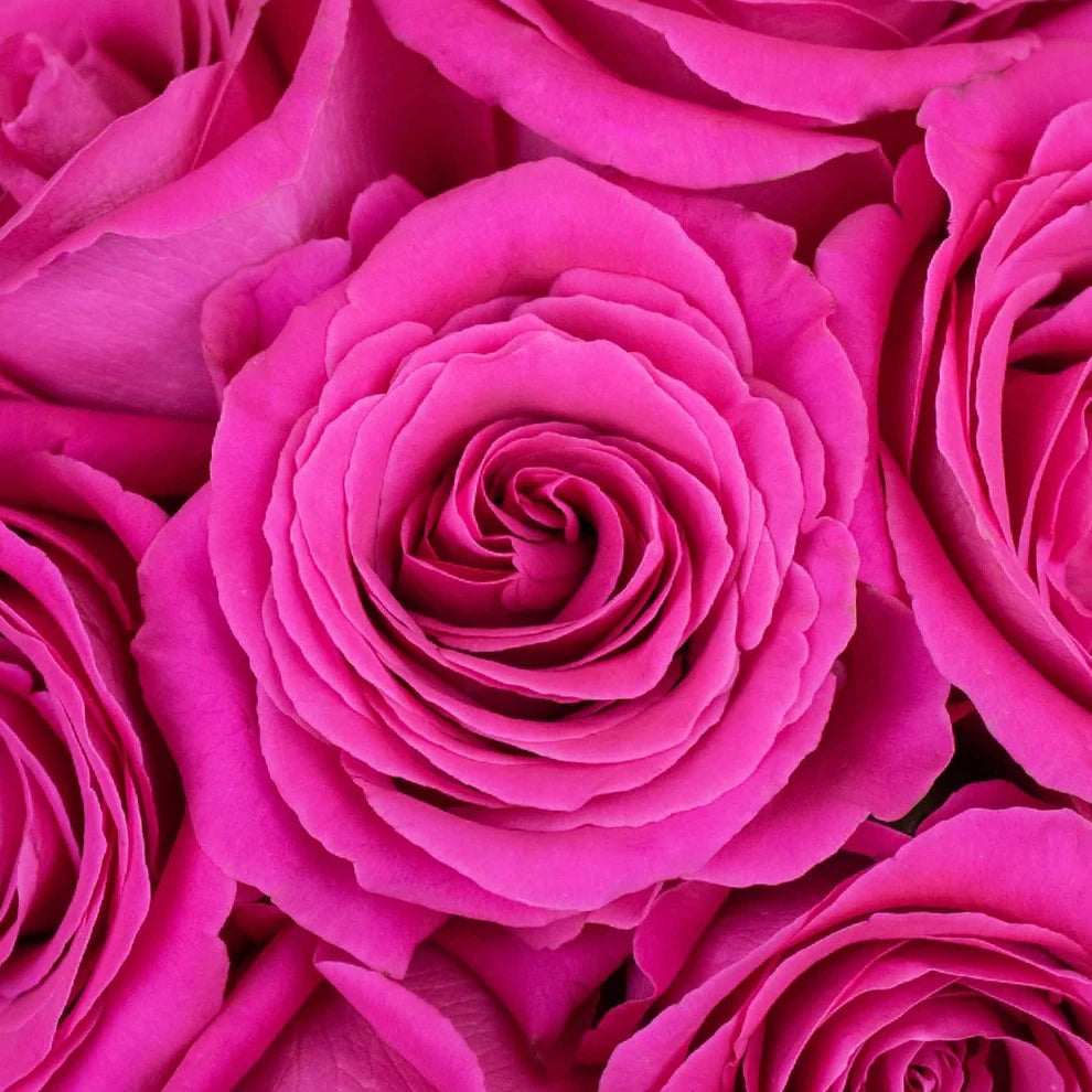 Hot Pink Pink Floyd Roses Standard - alternative 1
