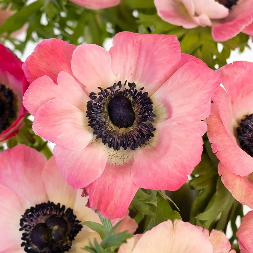Pink Anemones - alternative 2
