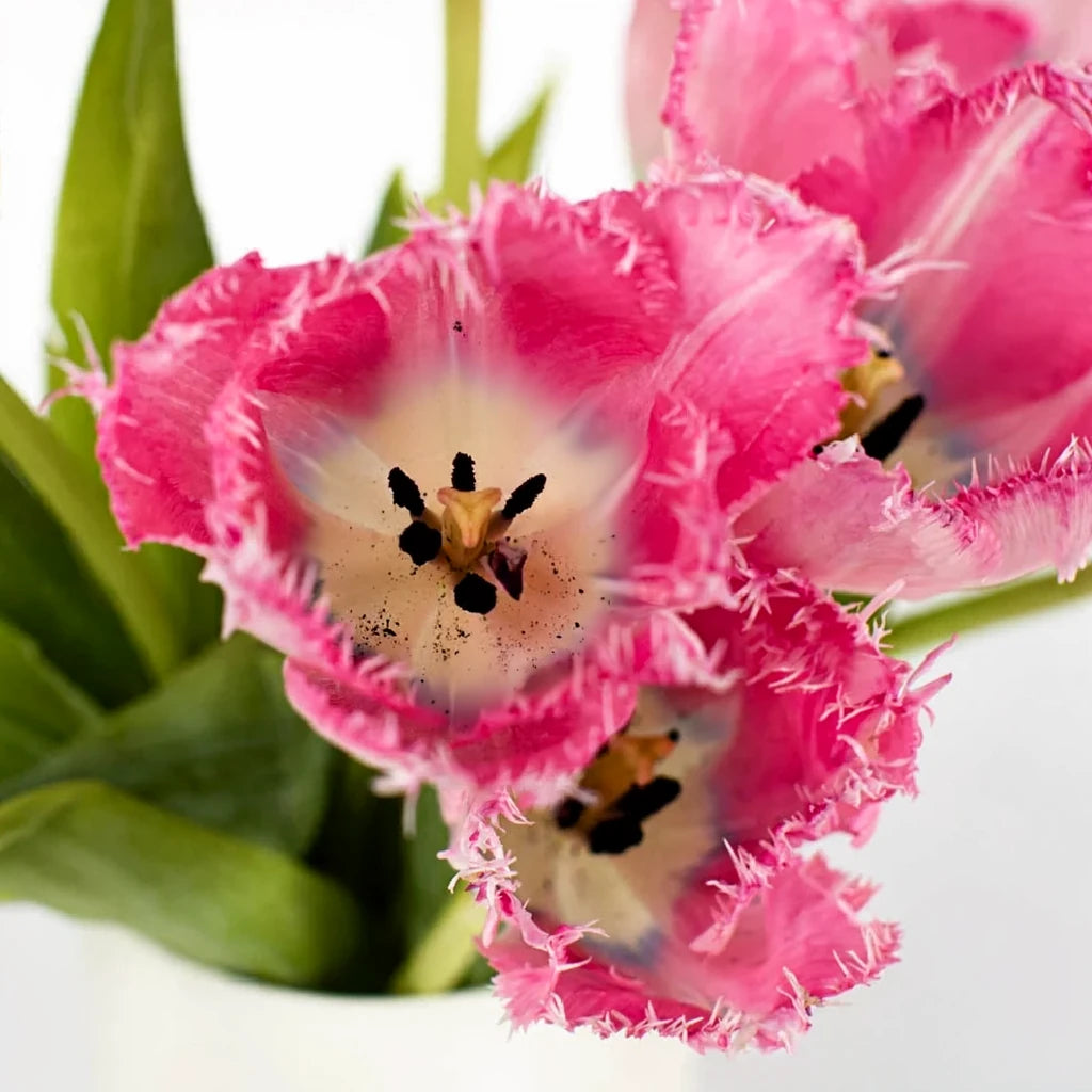 Santander Lilies Oriental - main