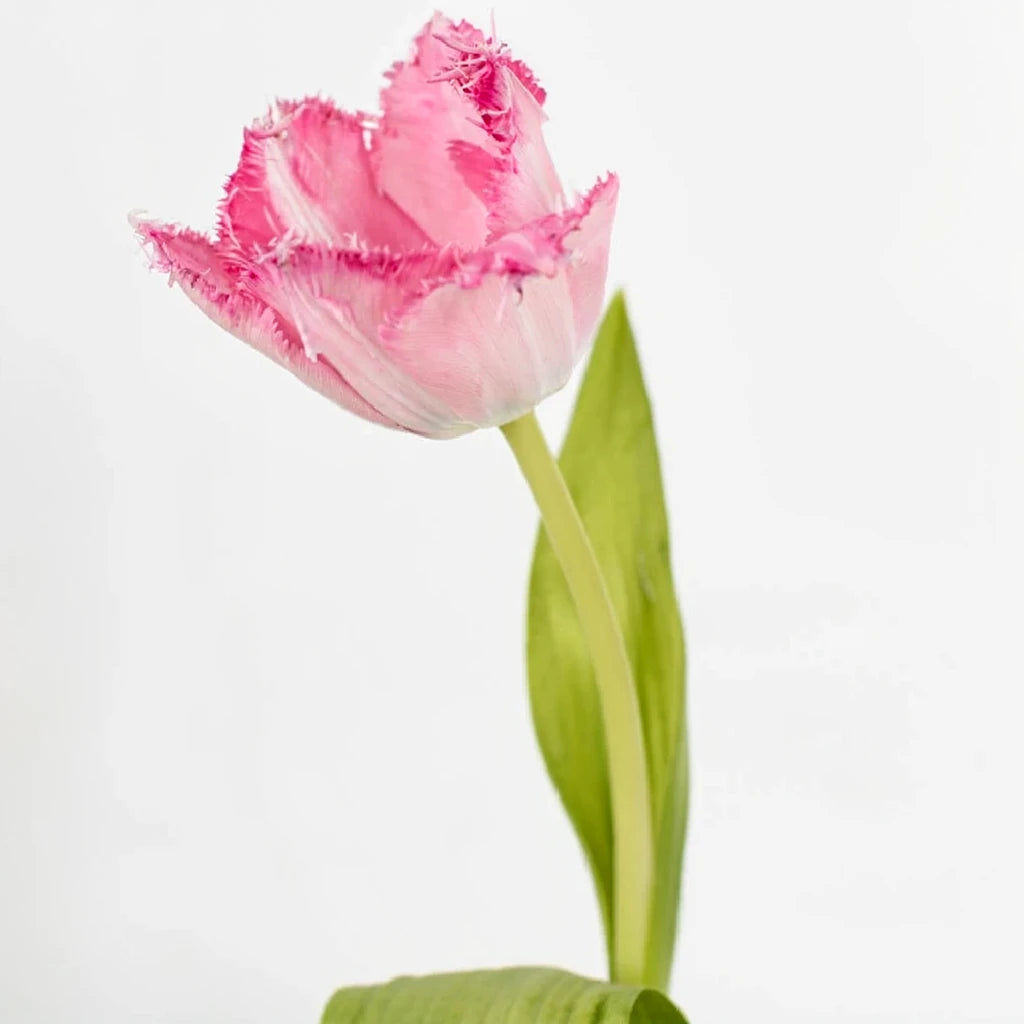 Santander Lilies Oriental - alternative 1