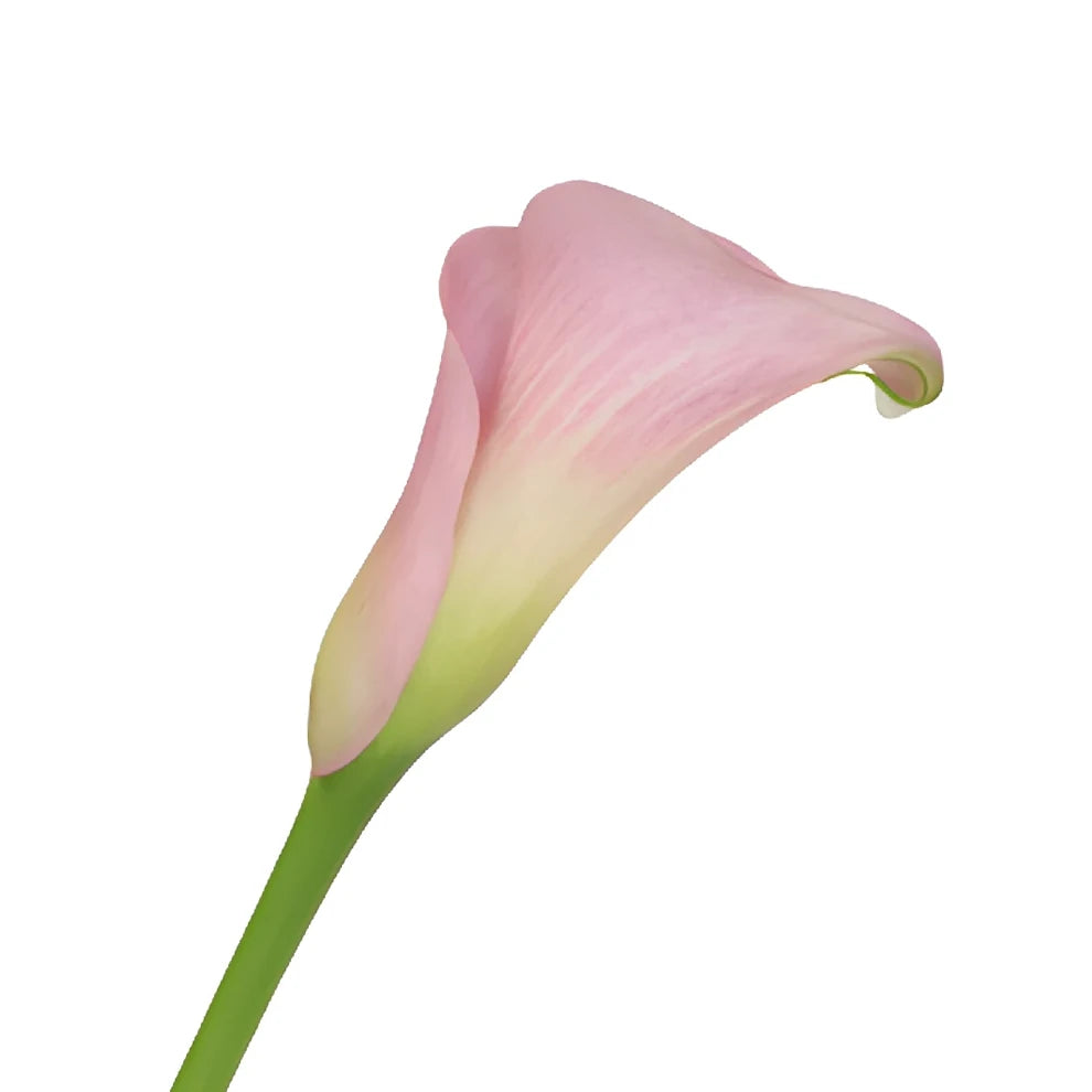 Crystal Pink Calla Lily Mini - alternative 3