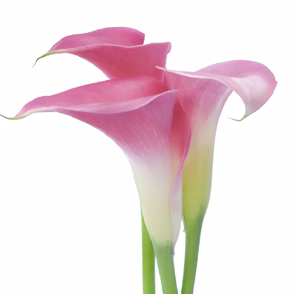 Denver Calla Lily Mini - alternative 7