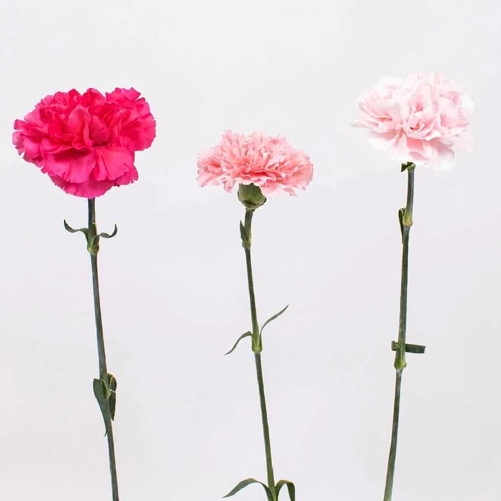Damina Carnations - alternative 2