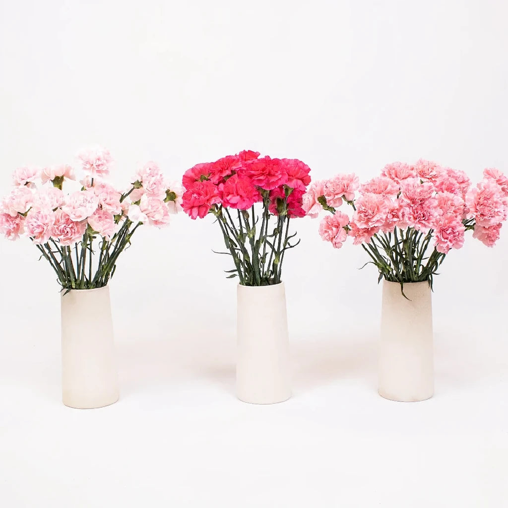 Damina Carnations - alternative 1
