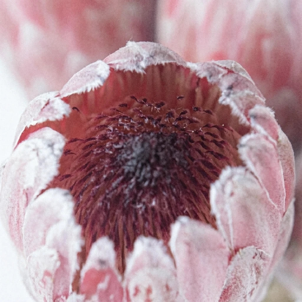 Pink Ice Protea Tropicals - main