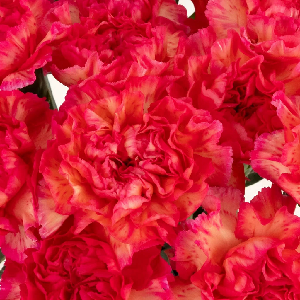 Cowboy Carnations - alternative 3