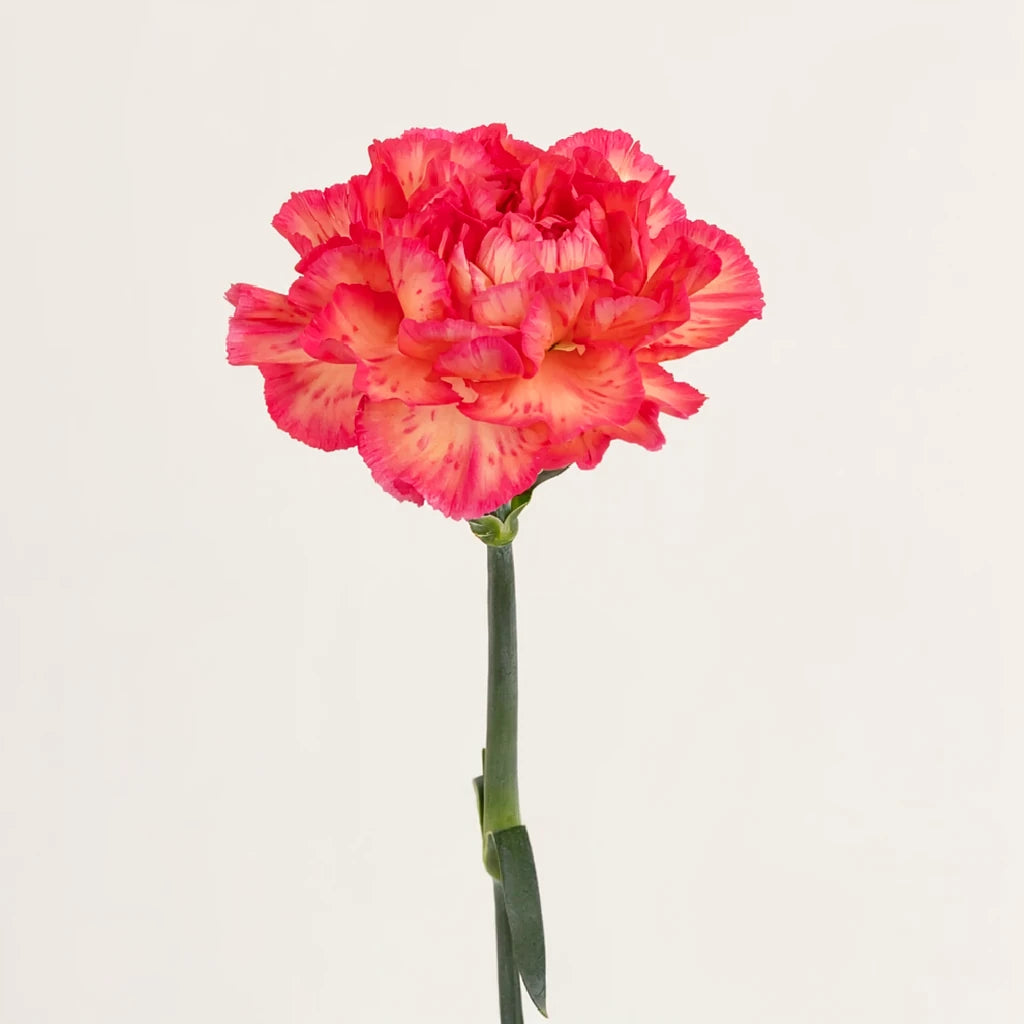 Cowboy Carnations - alternative 1