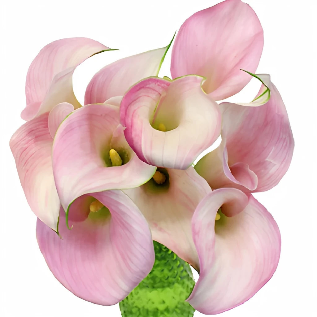 Pink Giant Calla Lily Mini - alternative 1