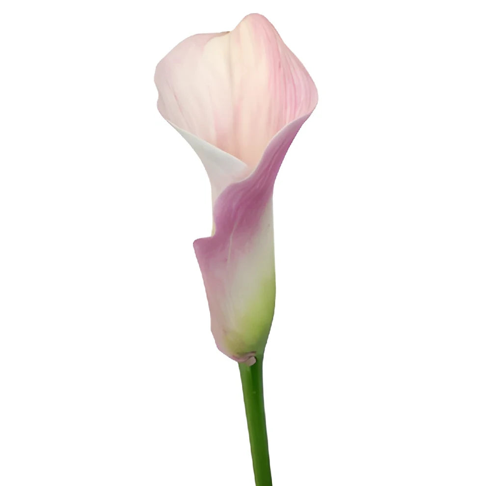 Pink Giant Calla Lily Mini - main