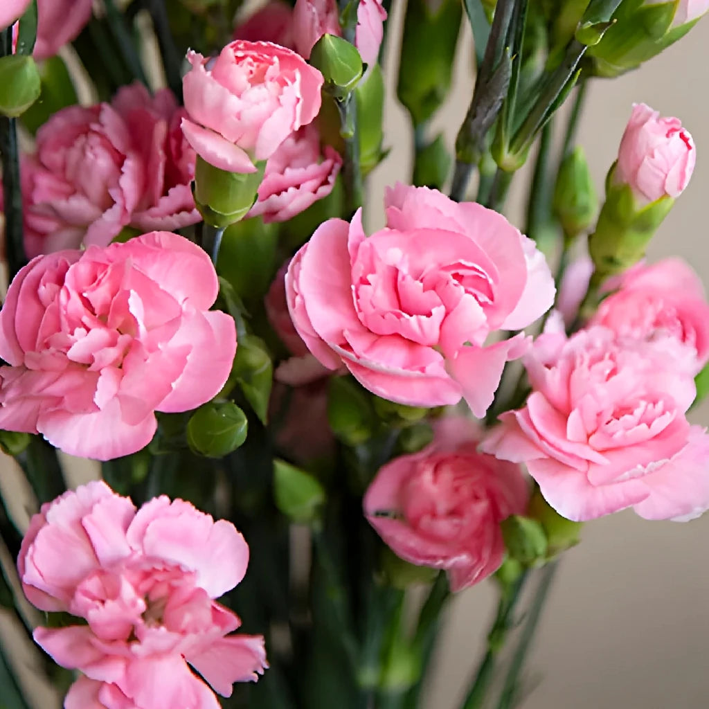 Roxanne Carnations Mini - main