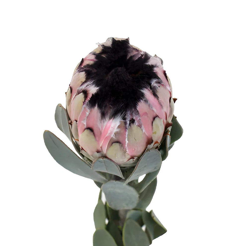 Protea Pink Mink Tropicals - alternative 5