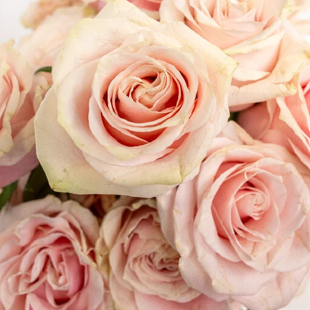 Pink Mondial Roses Standard - main
