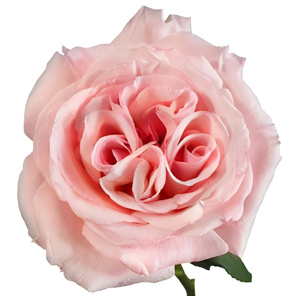 Bella Canzone Roses Garden - alternative 2
