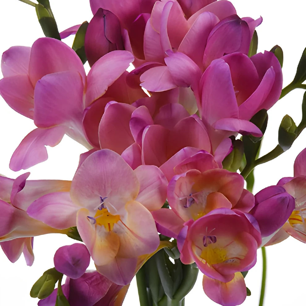 Pink Hot Freesia - alternative 2