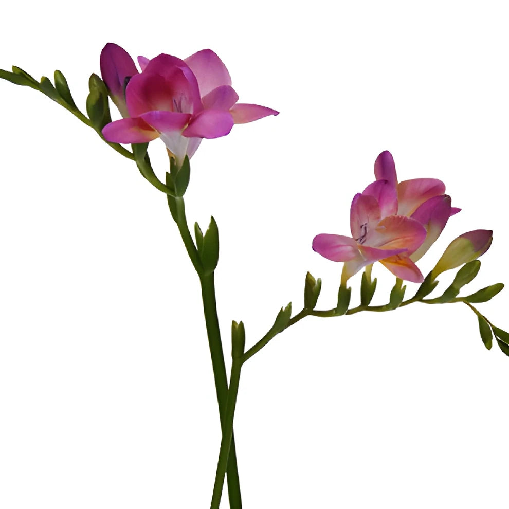 Pink Hot Freesia - alternative 3