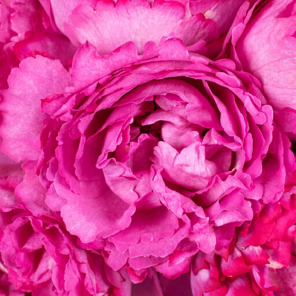 Yves Piaget Roses Garden - main