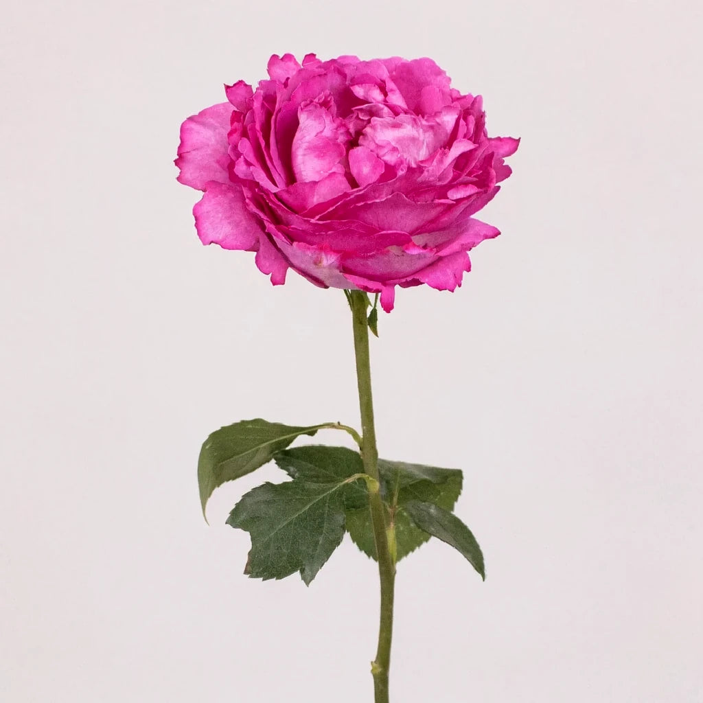Yves Piaget Roses Garden - alternative 2