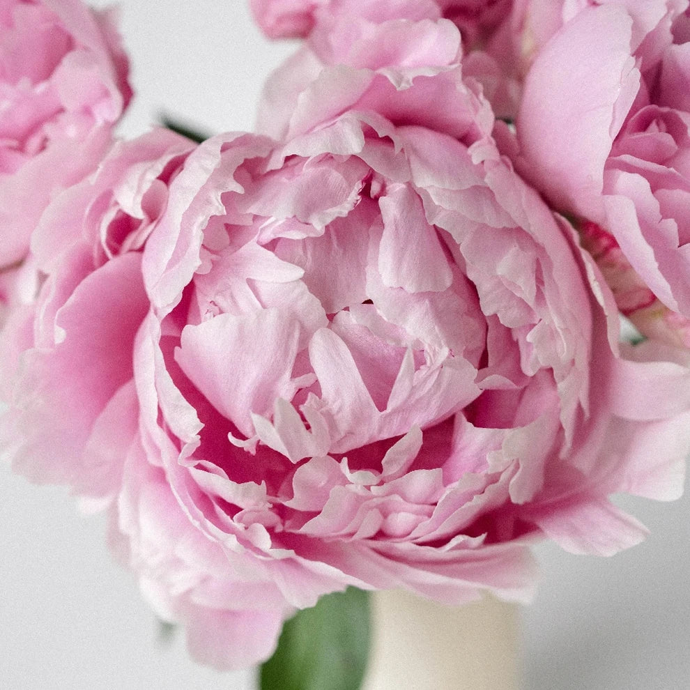Light Pink Peonies - alternative 1