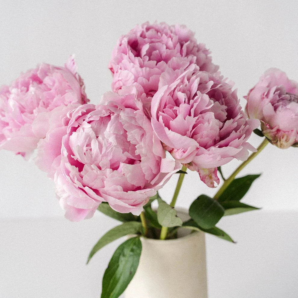 Light Pink Peonies - alternative 2
