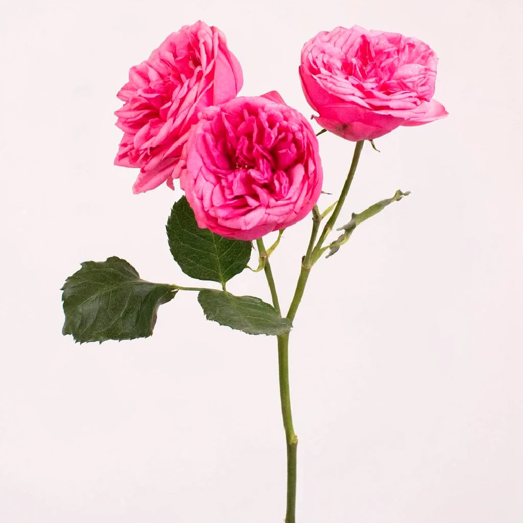Pink Piano Roses Garden Spray - alternative 3