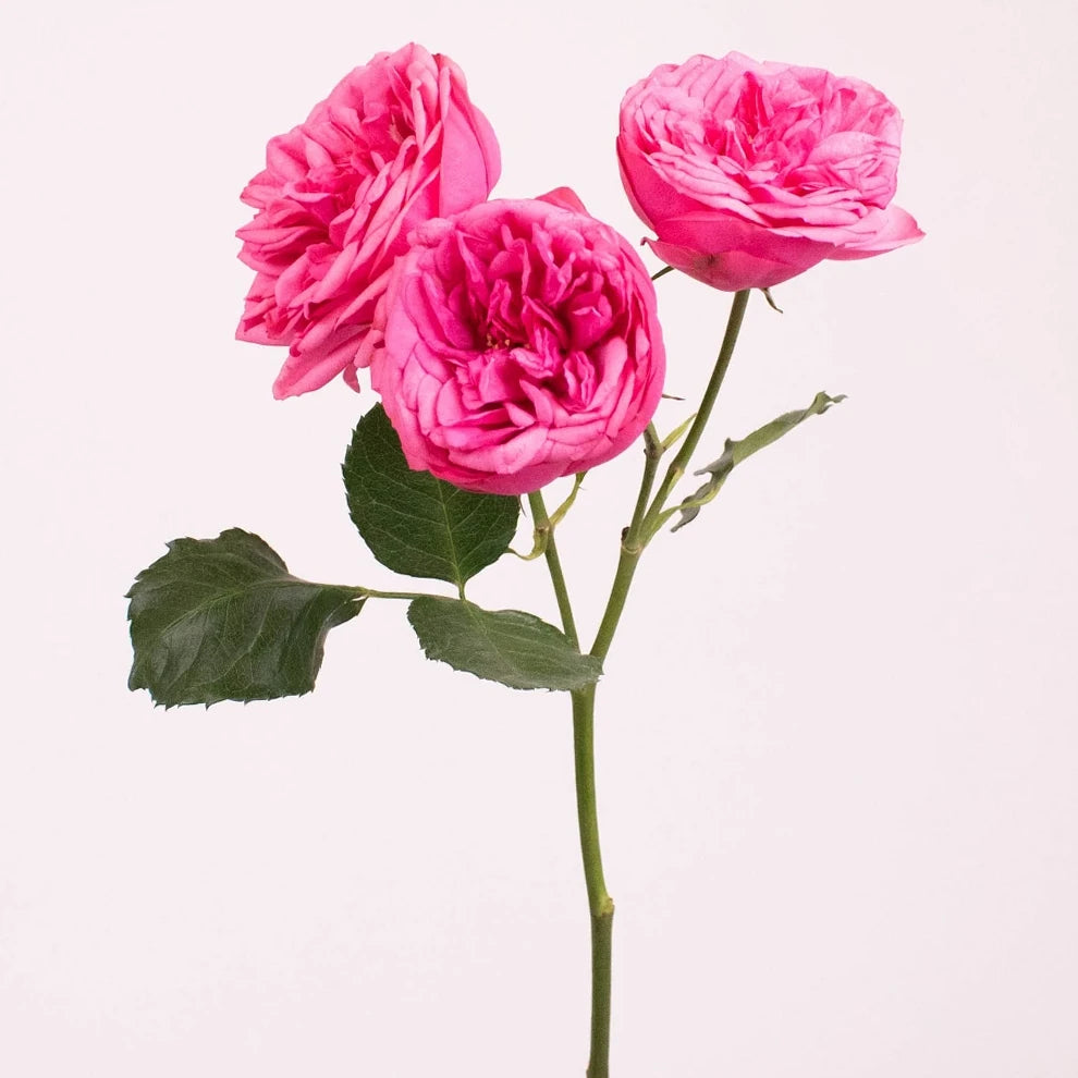 Pink Piano Roses Garden - main
