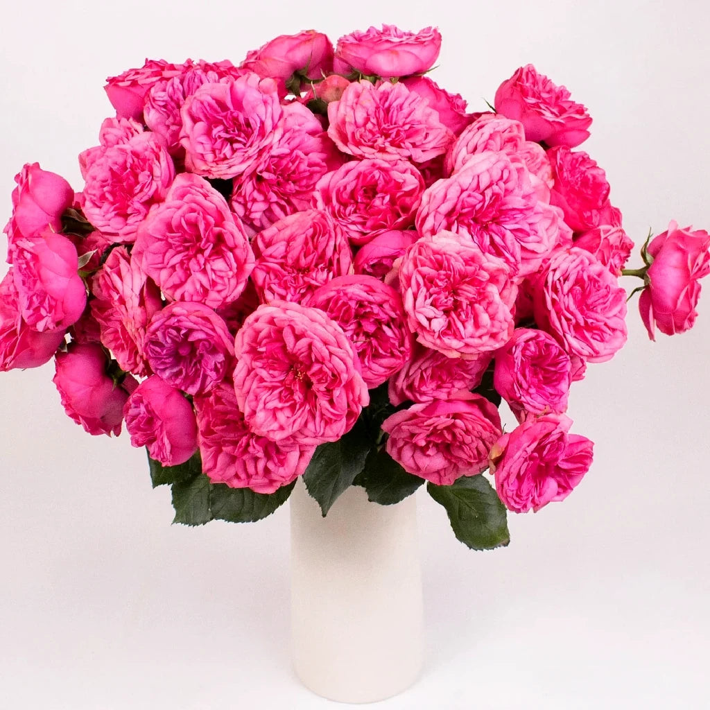 Pink Piano Roses Garden - alternative 2